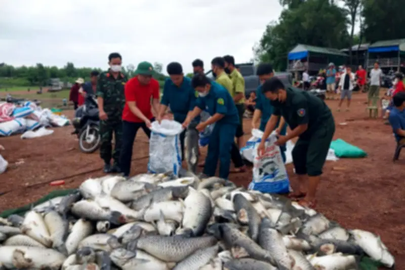 Hơn 100 tấn cá chết trắng hồ Trị An sau mưa lớn đầu mùa