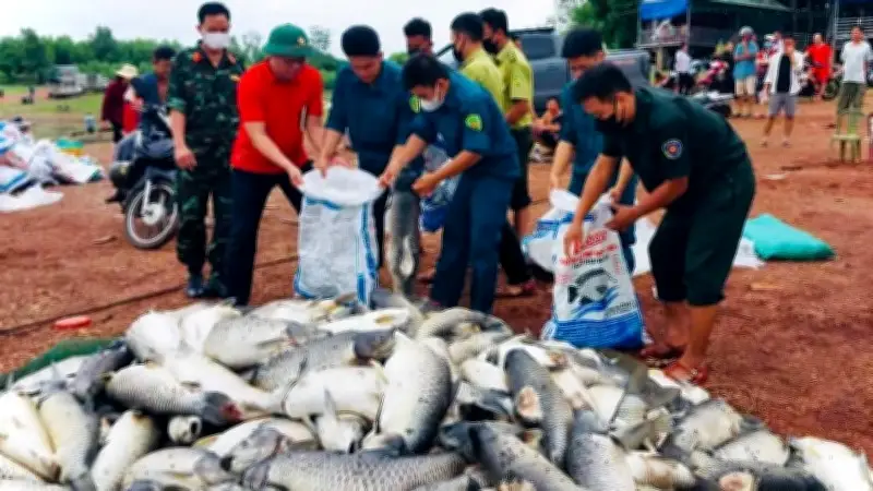 Hơn 200 tấn cá chết tại hồ Trị An: Nguyên nhân và giải pháp