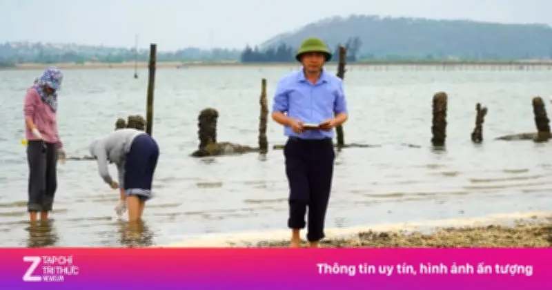 Hơn 250 tấn ngao chết trắng bãi ở Hà Tĩnh: Nguyên nhân không phải dịch bệnh