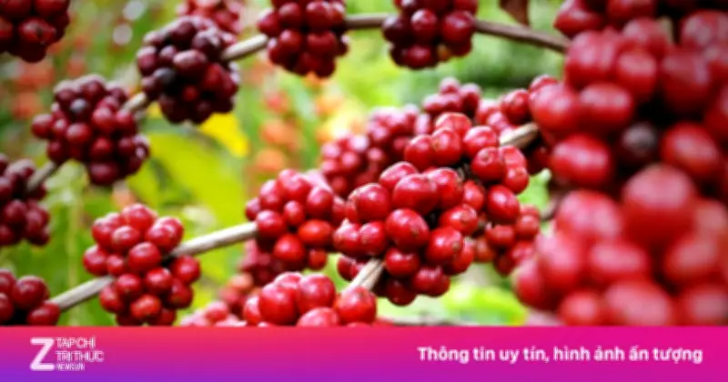 Hướng gió và nắng quyết định thành bại của đồn điền cà phê