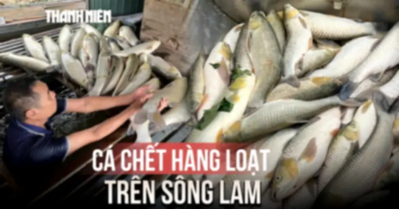 Hàng loạt cá lồng bè chết bất thường trên sông Lam, thiệt hại gần 7 tấn