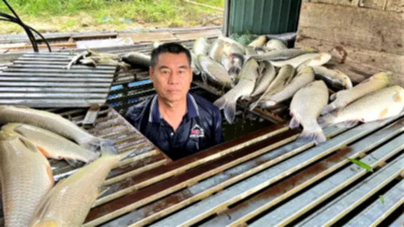 Hàng loạt cá lồng chết bất thường tại Anh Sơn, nghi do ô nhiễm nguồn nước