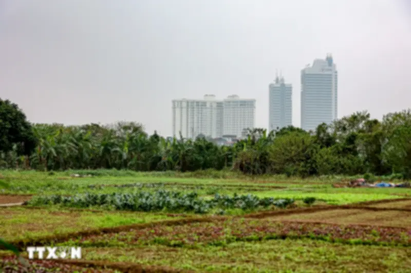 Hưng Yên: Đối tượng đào móc trộm hàng nghìn mét khối đất canh tác