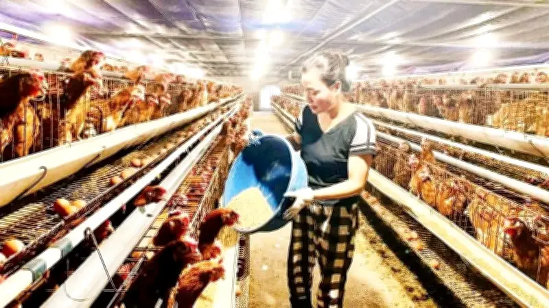Hưng Yên đẩy mạnh chăn nuôi an toàn sinh học, VietGAHP giai đoạn 2026-2030