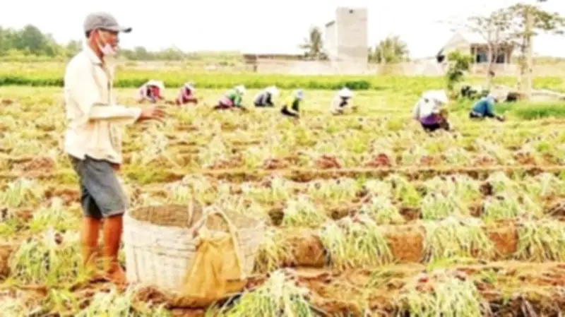 Hành tím Vĩnh Châu gặp khó vì giá giảm và thời tiết bất lợi