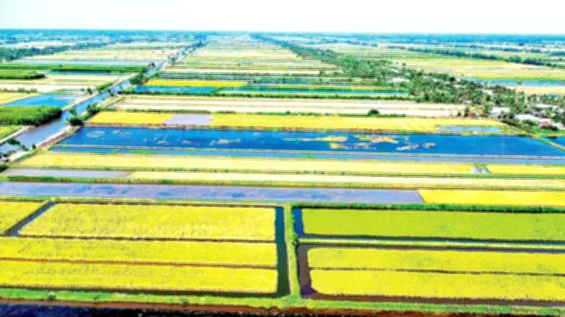 Hành trình đưa gạo Cà Mau vươn xa: Từ bàn tay 'tay ngang' đến xuất khẩu