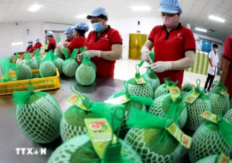 Hành trình nâng tầm thương hiệu cho bưởi da xanh Việt