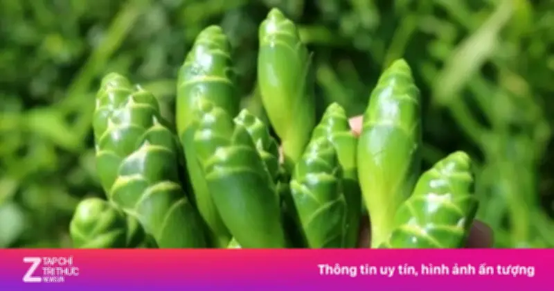 Hoa gừng: Đặc sản lạ miệng với giá trị dinh dưỡng bất ngờ