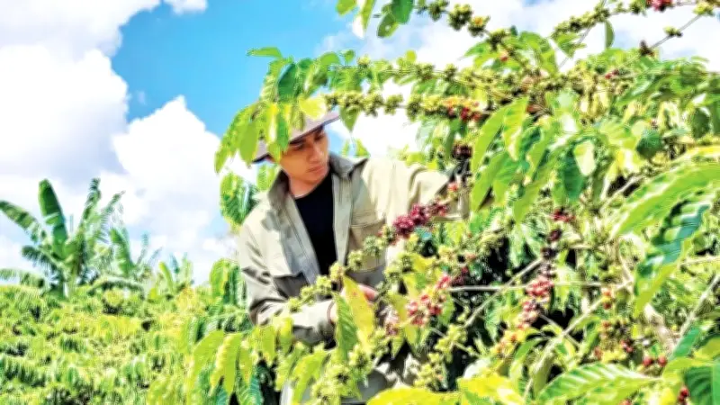 Hợp tác xã thúc đẩy sản xuất xanh, nâng cao giá trị nông sản xuất khẩu