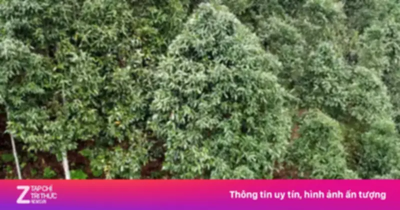 Huế: Bắt tạm giam giám đốc Ban Quản lý rừng phòng hộ Bắc sông Hương