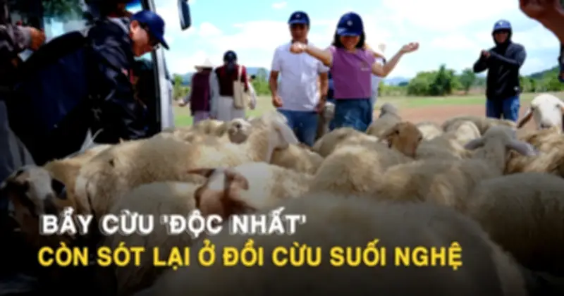 Đồi cừu Suối Nghệ: Chỉ còn một đàn cừu nhưng vẫn hút khách
