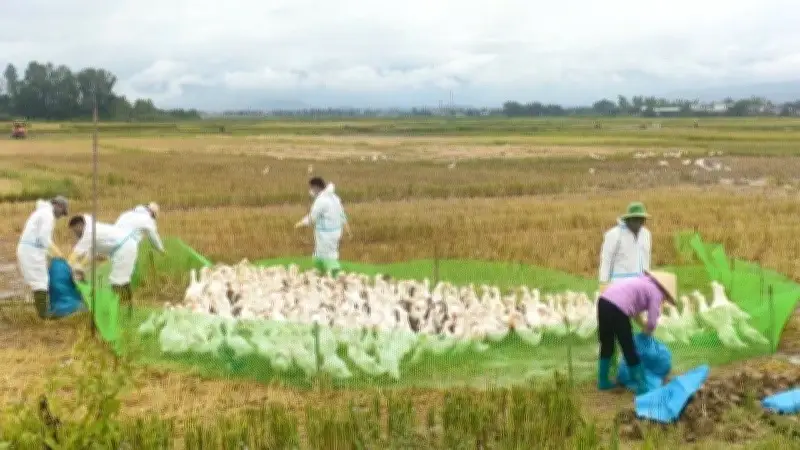 Điện Biên khẩn trương phòng chống cúm gia cầm A/H5N1 tại hai ổ dịch