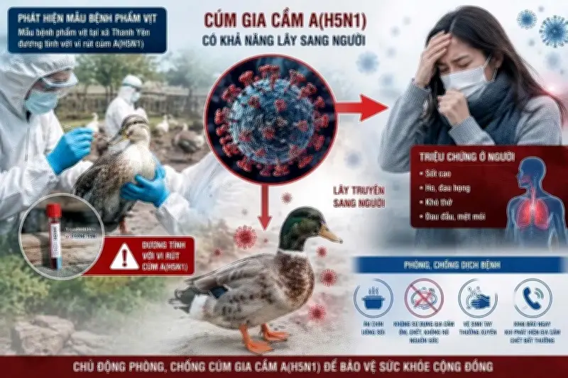 Điện Biên phát hiện cúm A/H5N1 trên vịt, khẩn cấp phòng chống dịch