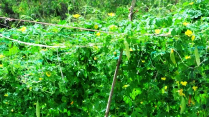 Ký ức tuổi thơ bên giàn mướp đầy nắng và hương hoa