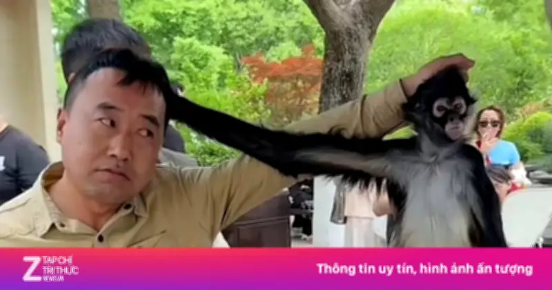Khỉ nhện Đậu Đậu ở Thượng Hải gây sốt mạng nhờ màn giật tóc nhân viên