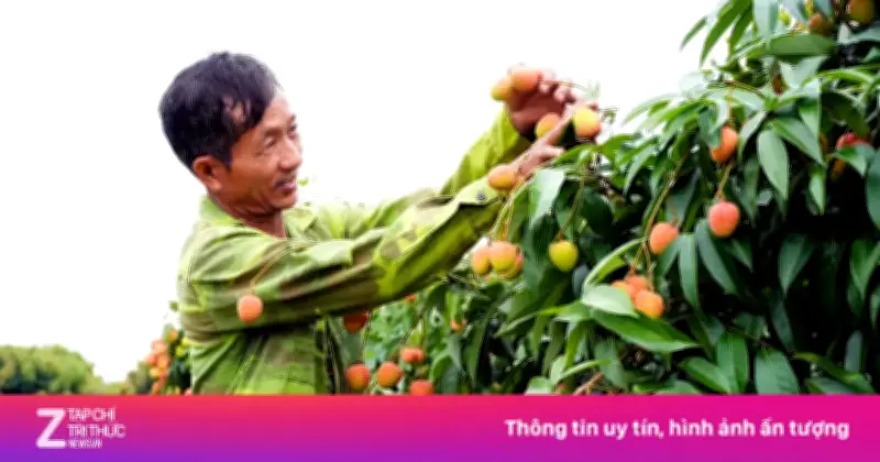 Khóc, cười mùa vải thiều Bắc Ninh: Người thu trăm triệu, kẻ trắng tay
