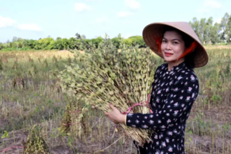 Khởi động dự án nâng cao chuỗi giá trị cây vừng tại Nghệ An và Đồng Tháp
