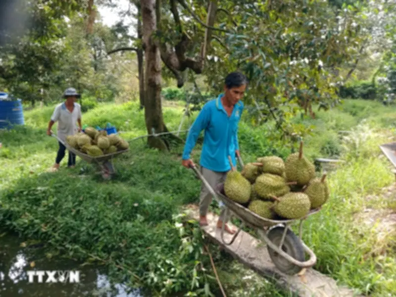 Khơi thông xuất khẩu sầu riêng từ vùng trồng đến phòng kiểm nghiệm
