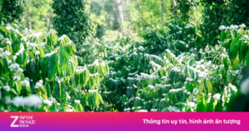 Khám phá bí mật: Kẻ thù lớn nhất của cây cà phê không phải sâu bệnh