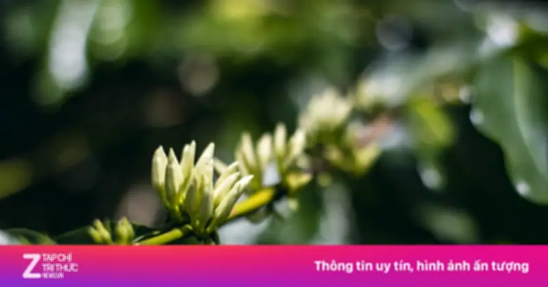 Khám phá hành trình kỳ thú từ hạt cà phê đến tách cà phê thơm ngon
