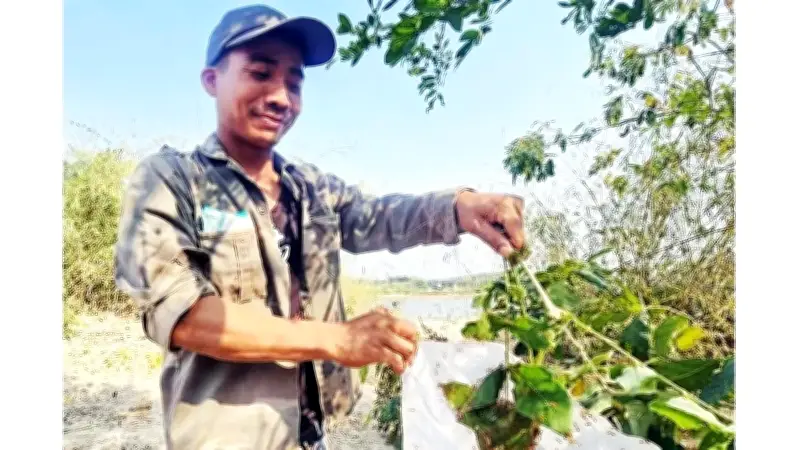 Khám phá mùa săn kiến vàng độc đáo của người Gia Rai ở Gia Lai