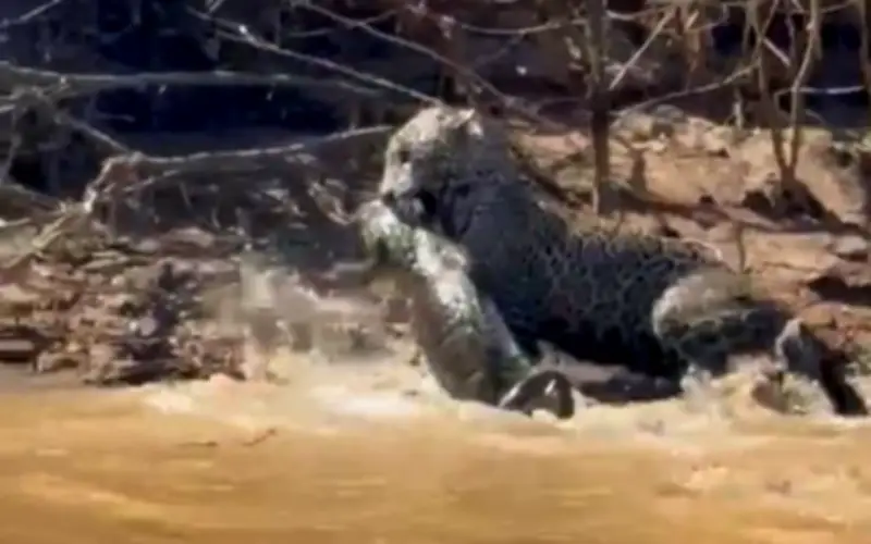 Khoảnh khắc hiếm: Báo đốm săn cá sấu ở Pantanal Brazil