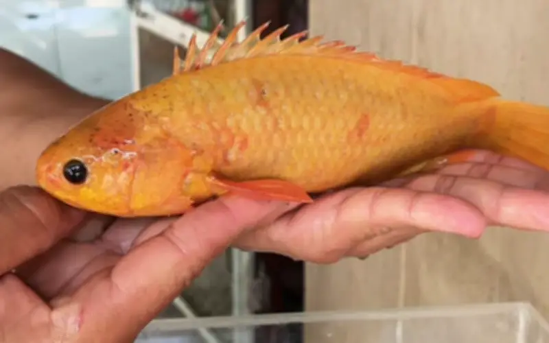 Kinh ngạc phát hiện cá rô vàng quý hiếm tại Thái Lan