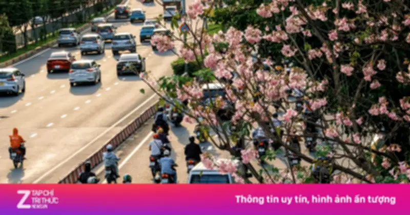 Kèn hồng bất ngờ nở rộ trở lại trên nhiều tuyến phố TP.HCM trong tháng 5