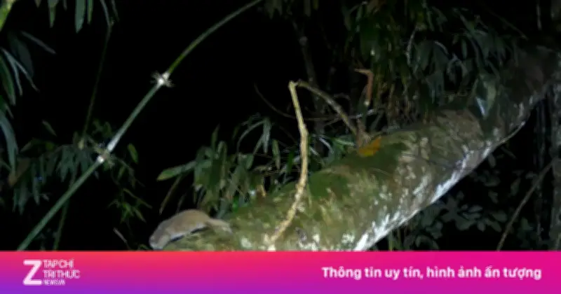 Lộ diện loài thú có độc duy nhất ở Việt Nam: Culi nhỏ đối mặt nguy cơ tuyệt chủng