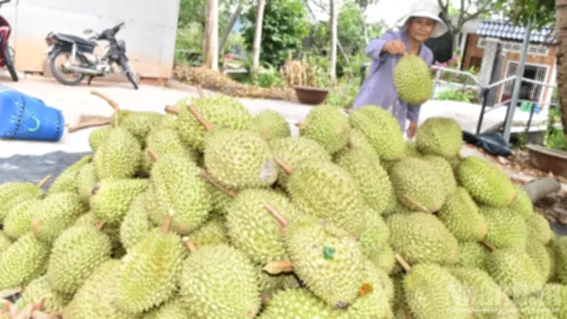 Lễ hội trái cây Đồng Tháp: Chuỗi hoạt động sôi nổi, hấp dẫn