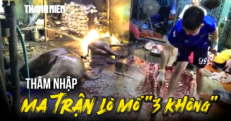 Lò mổ '3 không' ở Phú Thọ: Biến bò bệnh thành thịt tươi không kiểm dịch