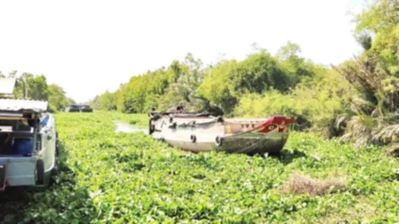 Lục bình dày đặc gây khó khăn cho nông dân ĐBSCL, cần giải pháp căn cơ