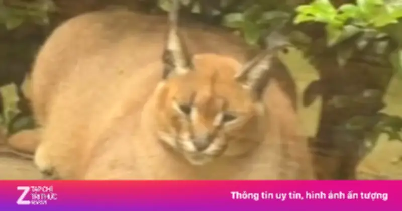 Linh miêu béo tròn như 'tên lửa' gây sốt mạng xã hội Trung Quốc