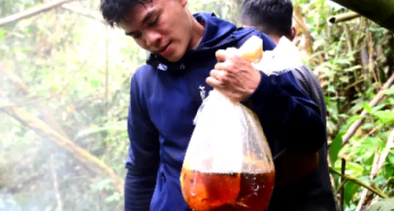 Liều mình leo treo giữa đại ngàn, thợ săn mật ong bỏ túi bạc triệu mỗi ngày