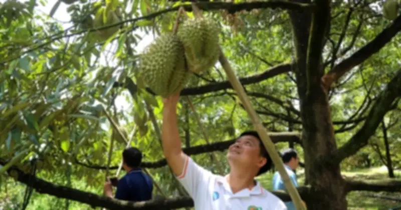 Lâm Đồng: 45.500 ha sầu riêng lớn nhất nước, áp lực kiểm nghiệm và quản lý mã số vùng trồng