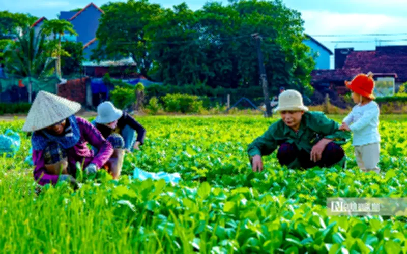 Làng rau Thuận Nghĩa chuyển mình thành điểm du lịch cộng đồng
