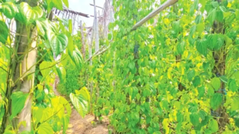 Làng trầu Long Sơn: Hồi sinh từ nét văn hóa tâm linh và nuôi cá bè