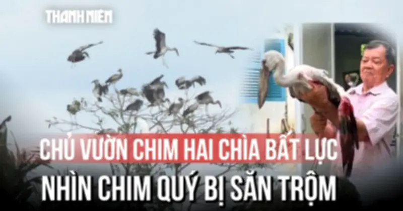 Lão nông 80 tuổi bất lực nhìn 'chim quý' ở vườn chim Hải Chia bị săn trộm