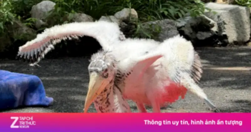 Loài cò quý hiếm già đẫy lớn chào đời tại vườn thú Thái Lan sau 40 năm vắng bóng