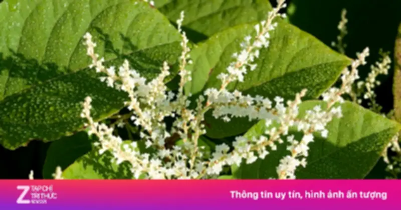 Loại cây ở Nhật, Trung Quốc là món ngon, người Mỹ nhìn thấy lại sợ