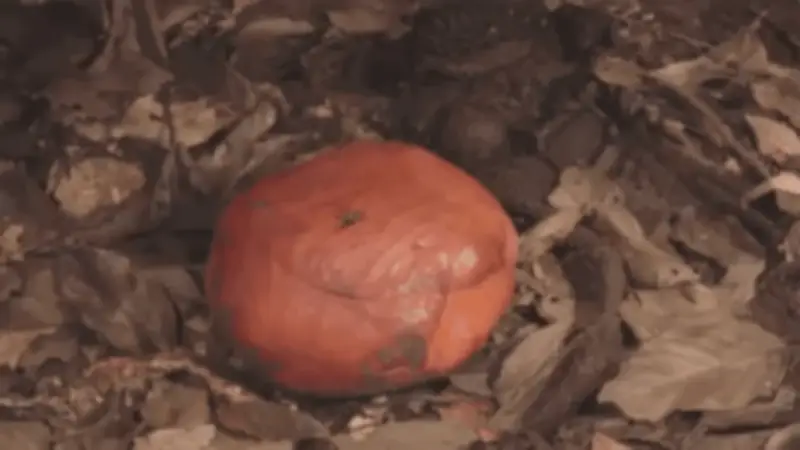 Loài hoa vô lý nhất thế giới: nặng 10kg, to hơn 1 mét, không thân rễ