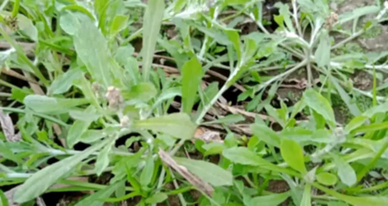 Loại rau mọc hoang là 'vị thuốc' giảm ho, long đờm hiệu quả