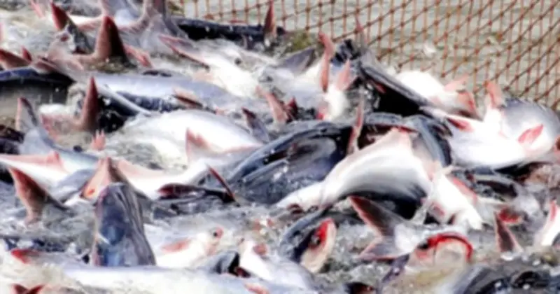 Mỹ báo tin vui cho mặt hàng cá tra xuất khẩu chủ lực của Việt Nam