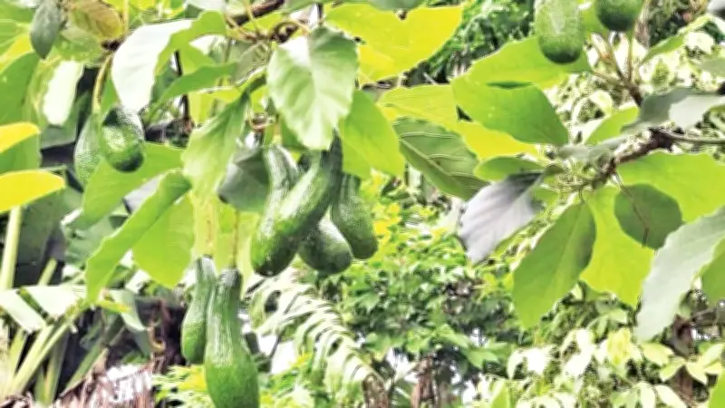 Mô hình trồng bơ hiệu quả tại Cồn Tiên, Quảng Trị