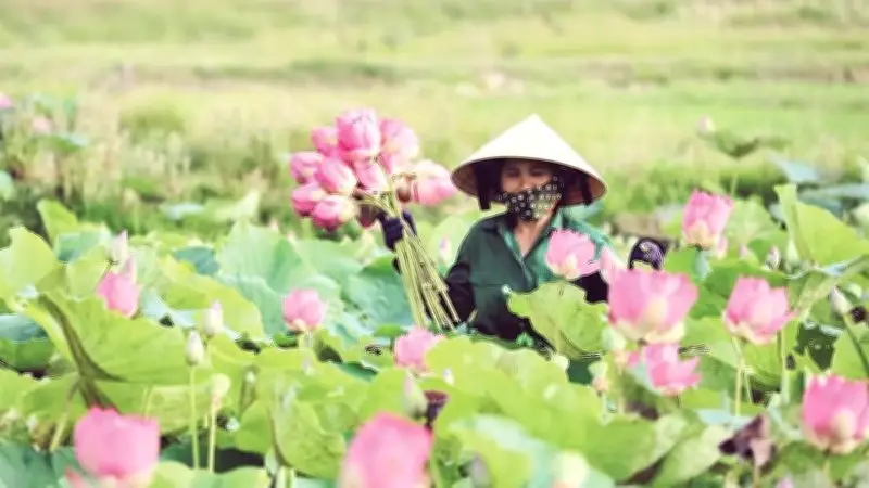 Đầm sen Kim Liên nở rộ, người dân tất bật thu hoạch phục vụ du lịch và chế biến