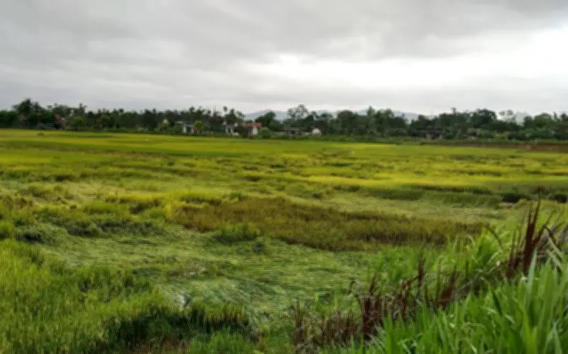 Mưa đá bất thường tại Hà Tĩnh gây thiệt hại nông nghiệp