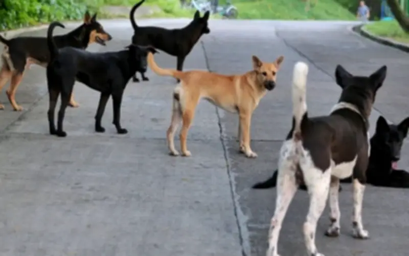 Mùa hè nóng bỏng với những vụ chó cắn và người yêu chó quá khích