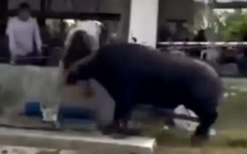 Malaysia: Người đàn ông tử vong vì bị trâu hiến tế húc trong lễ Eid al-Adha