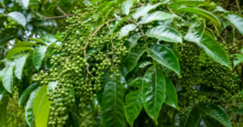 Mắc khén 'lên đời' thành đặc sản đắt đỏ, giá cao gấp nhiều lần