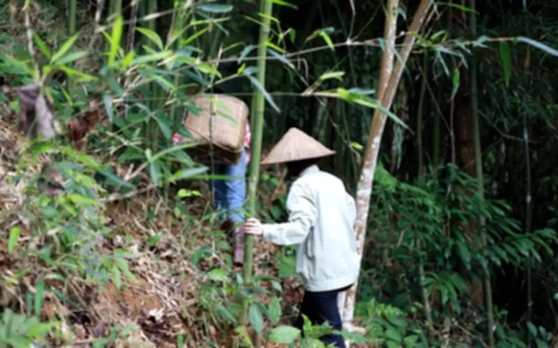 Mức phạt mới đối với hành vi phá hủy công trình bảo vệ rừng